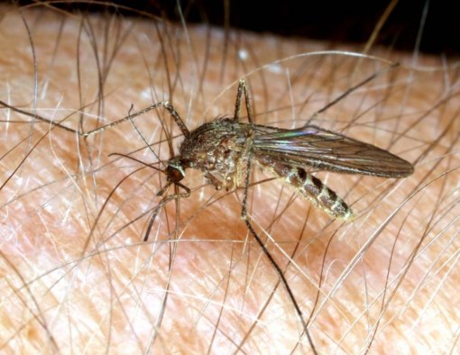 First human case of West Nile virus detected in Kings County